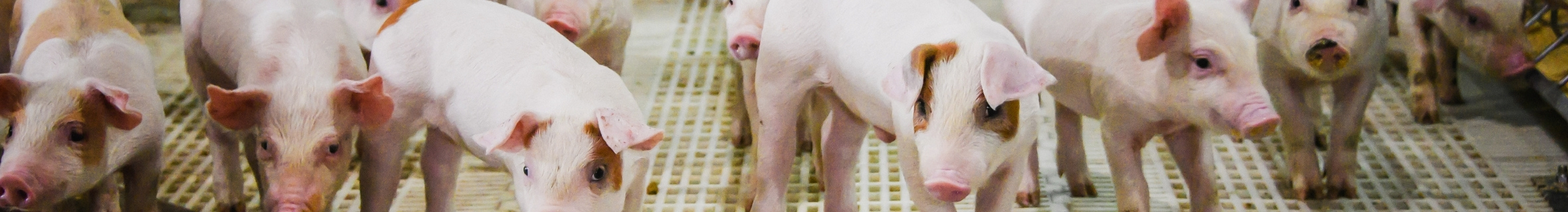 Guidage et aiguillons