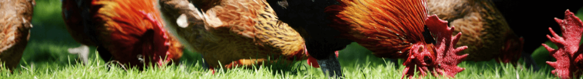 Mangeoires en plastique 