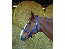 Licol double épaisseur marine pour cheval