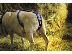 Bandage prolapsus en nylon avec pessaire pour ovin