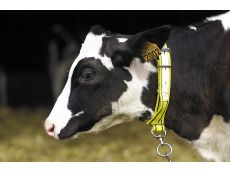 Collier pour veau en nylon jaune/noir