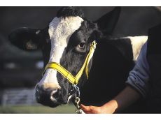 Licol de présentation en nylon noir/jaune