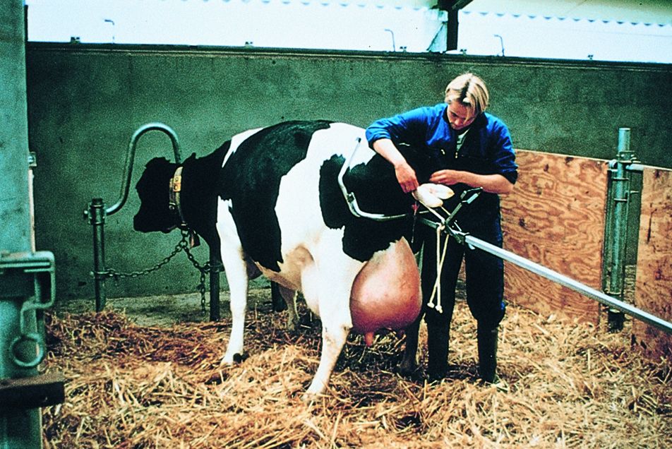 Vêleuse Vink à mouvement alternatif pour race laitière