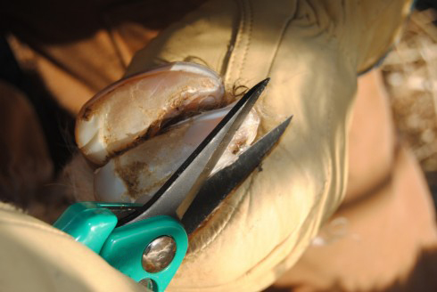 Cisaille onglons mouton premium