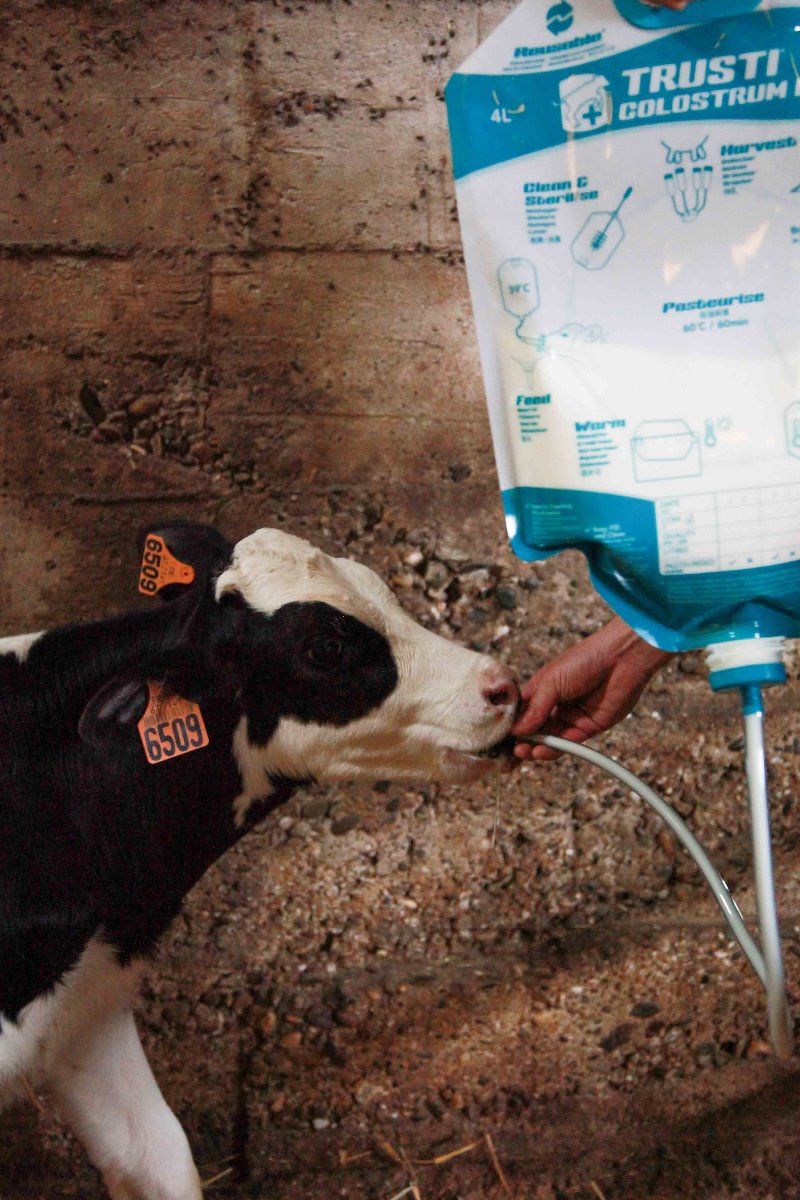 4 Sacs de colostrum avec embout et tube Antahi