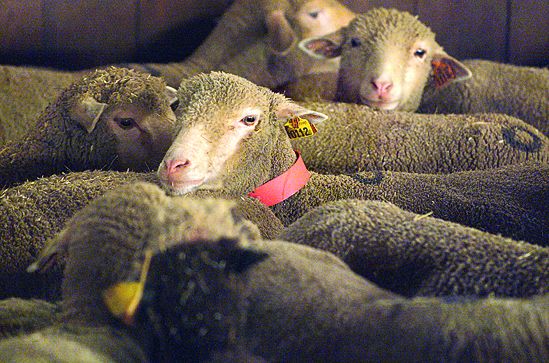 Collier plastique pour ovins rouge X1