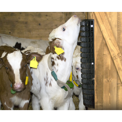 Grattoir grand modèle 