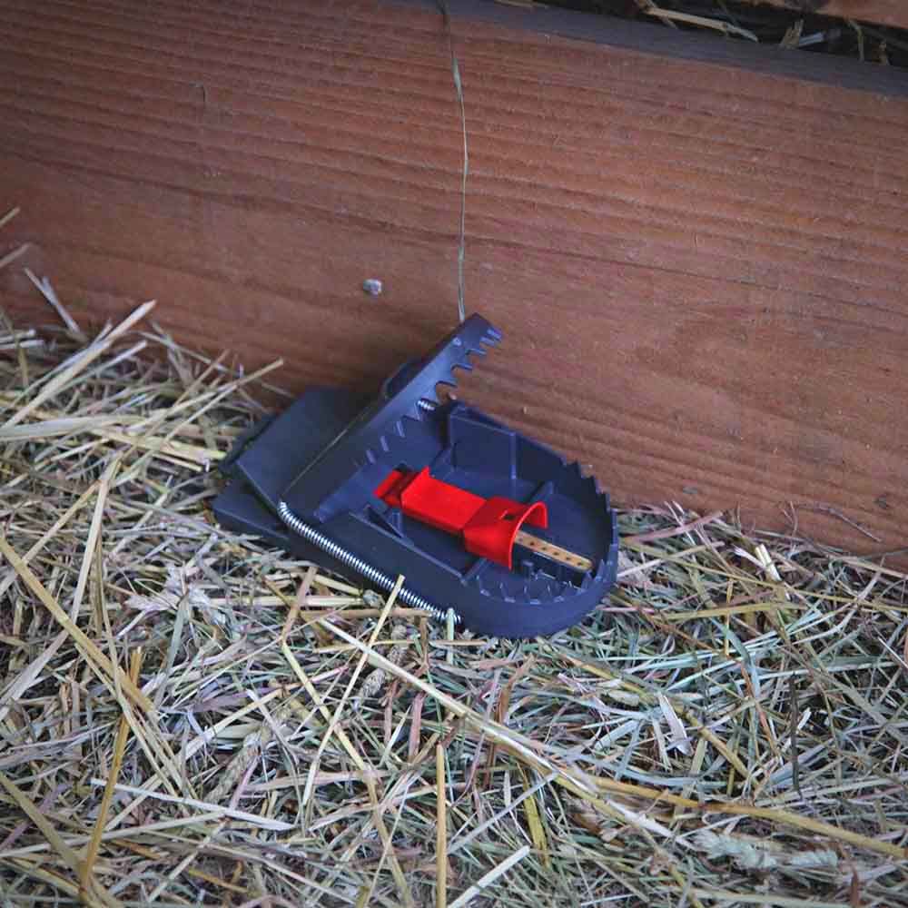 4 pièges à rats SUPERCAT PRO - SWISSINNO