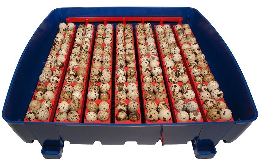 Couveuse digitale  BOROTTO 49 oeufs automatique 