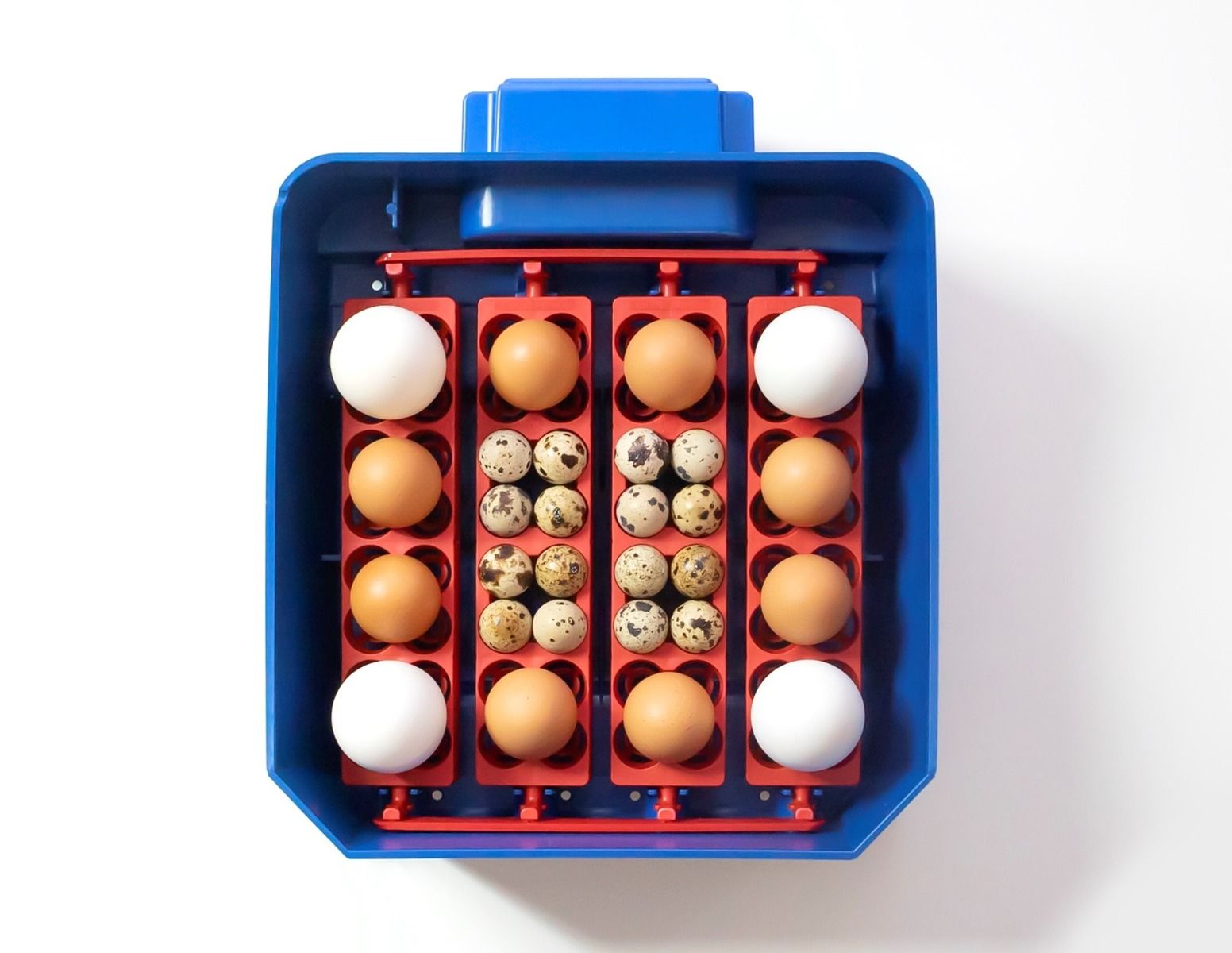 Couveuse automatique BOROTTO LUMIA 16 oeufs