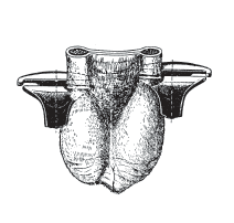 Pince à castrer 34 cm