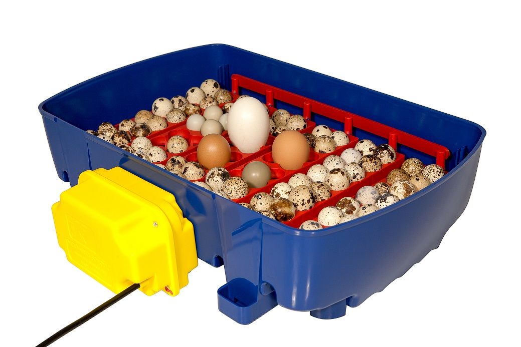 Couveuse digitale BOROTTO 24 oeufs automatique 