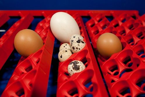 Couveuse digitale  BOROTTO 49 oeufs automatique 