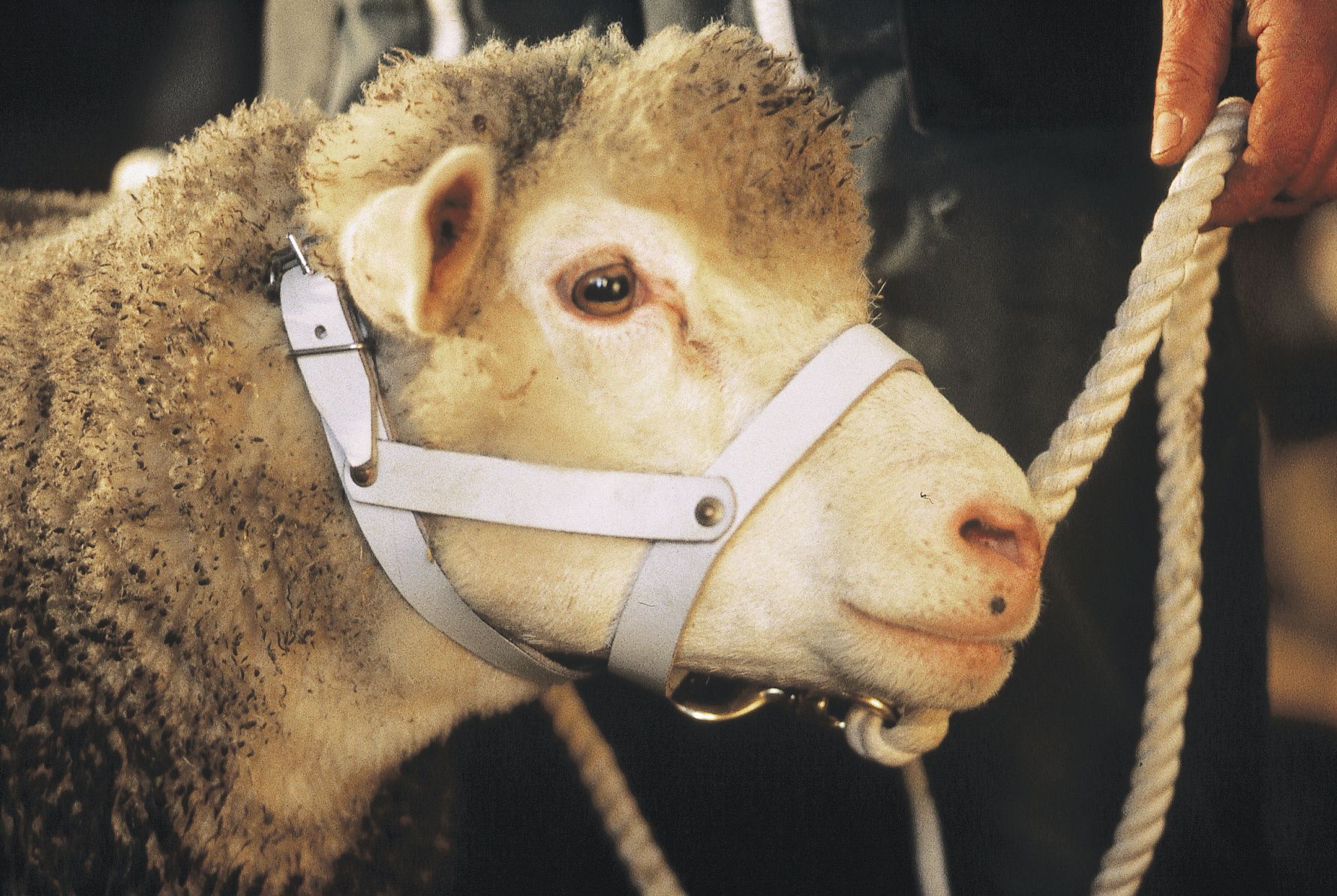 Licol en cuir pour brebis et bêlier