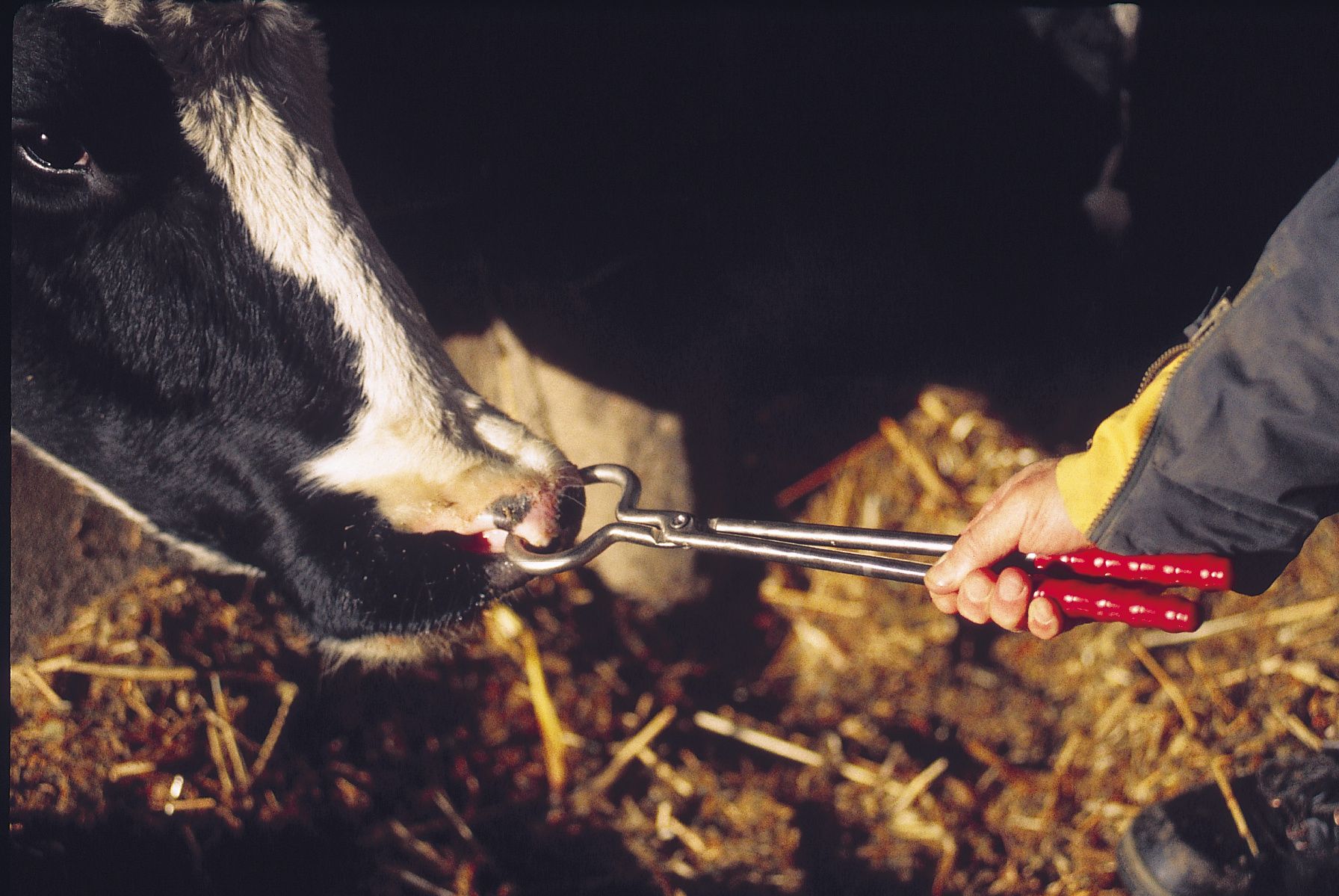 Pince mouchette 44 cm