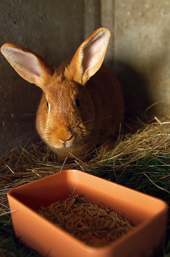 Mangeoire plastique rectangulaire simple