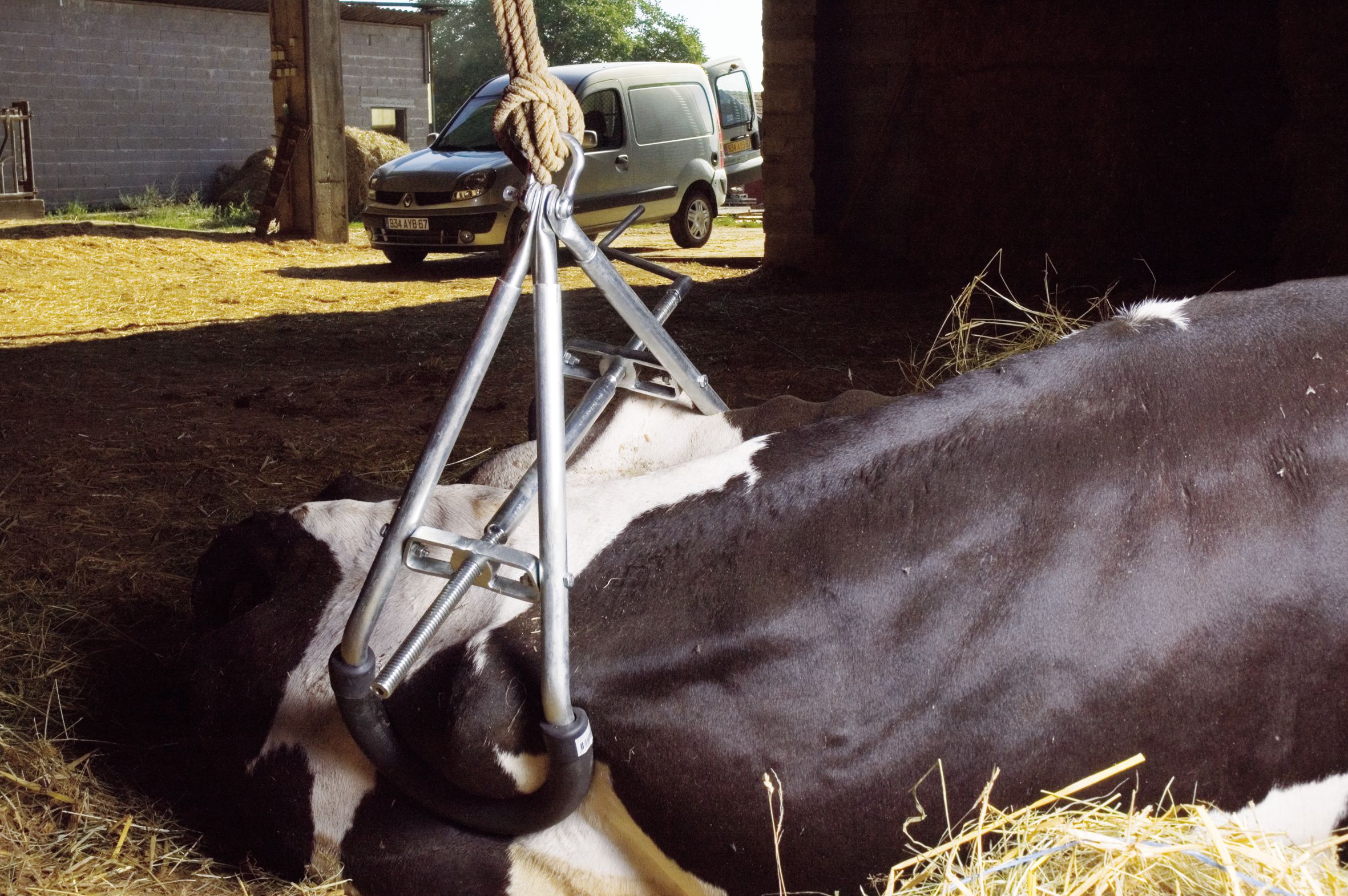 Elévateur gros bovins gris