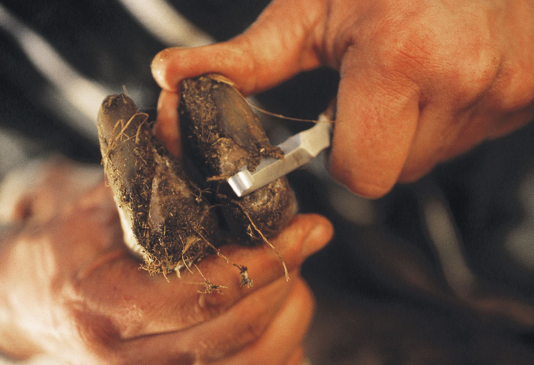 Rénette ovin double Le Pareur