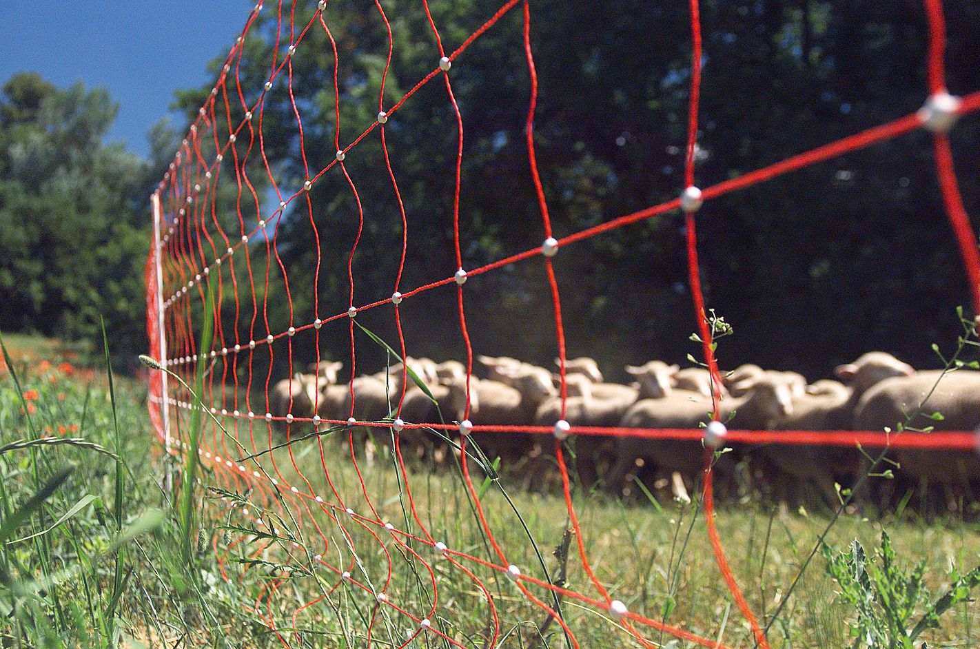 Filet mouton rouge hauteur 0,90 m - 50m, pour mouton BEAUMONT