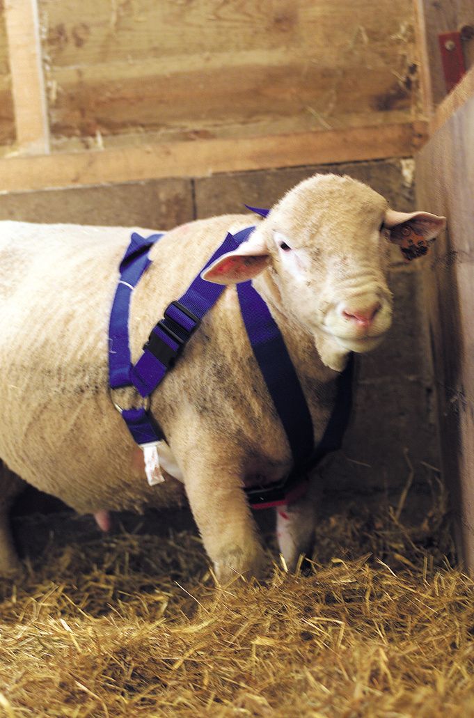 Harnais marqueur bélier nylon bleu