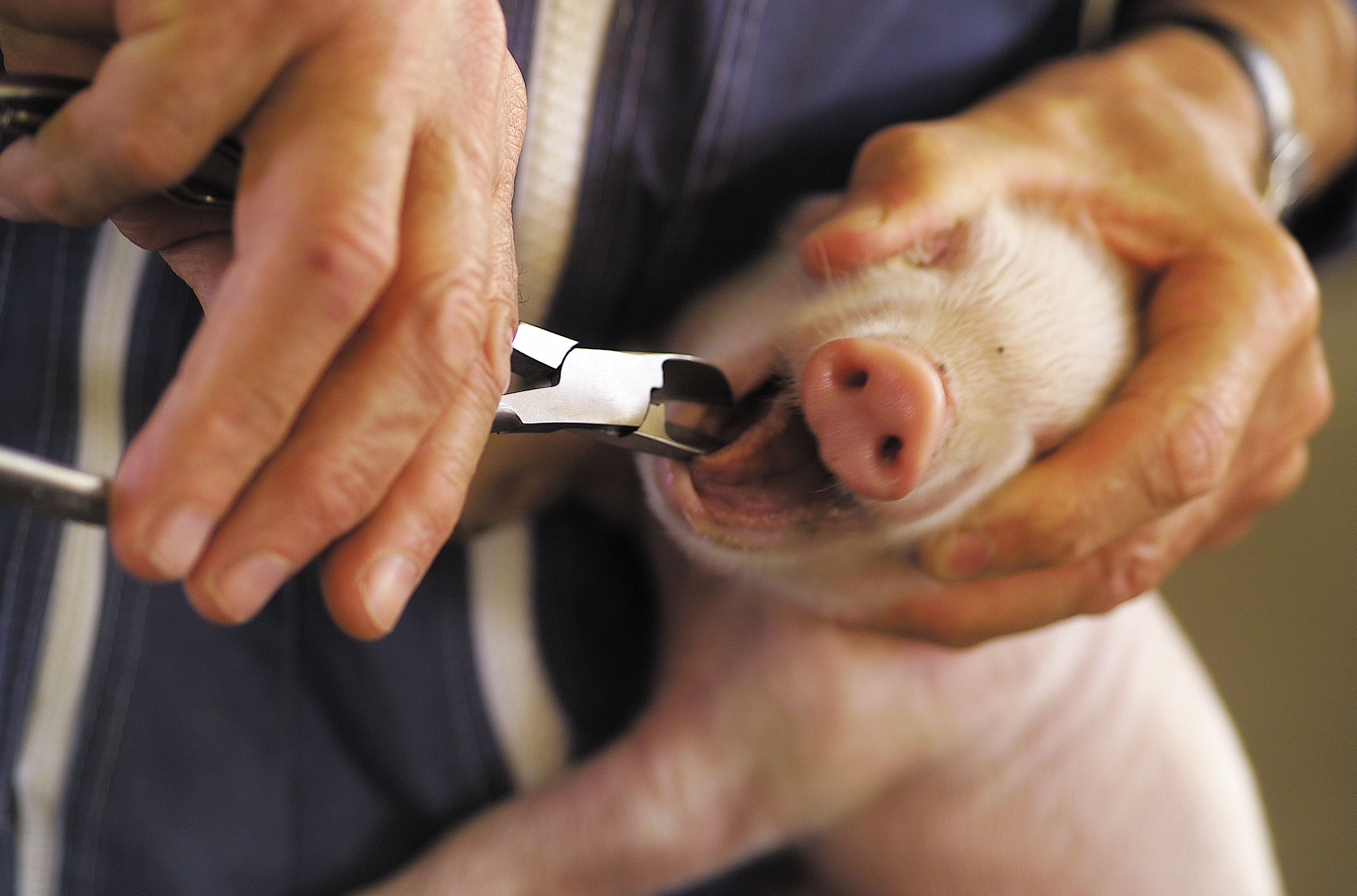 Coupe dents porcelet acier nickelé