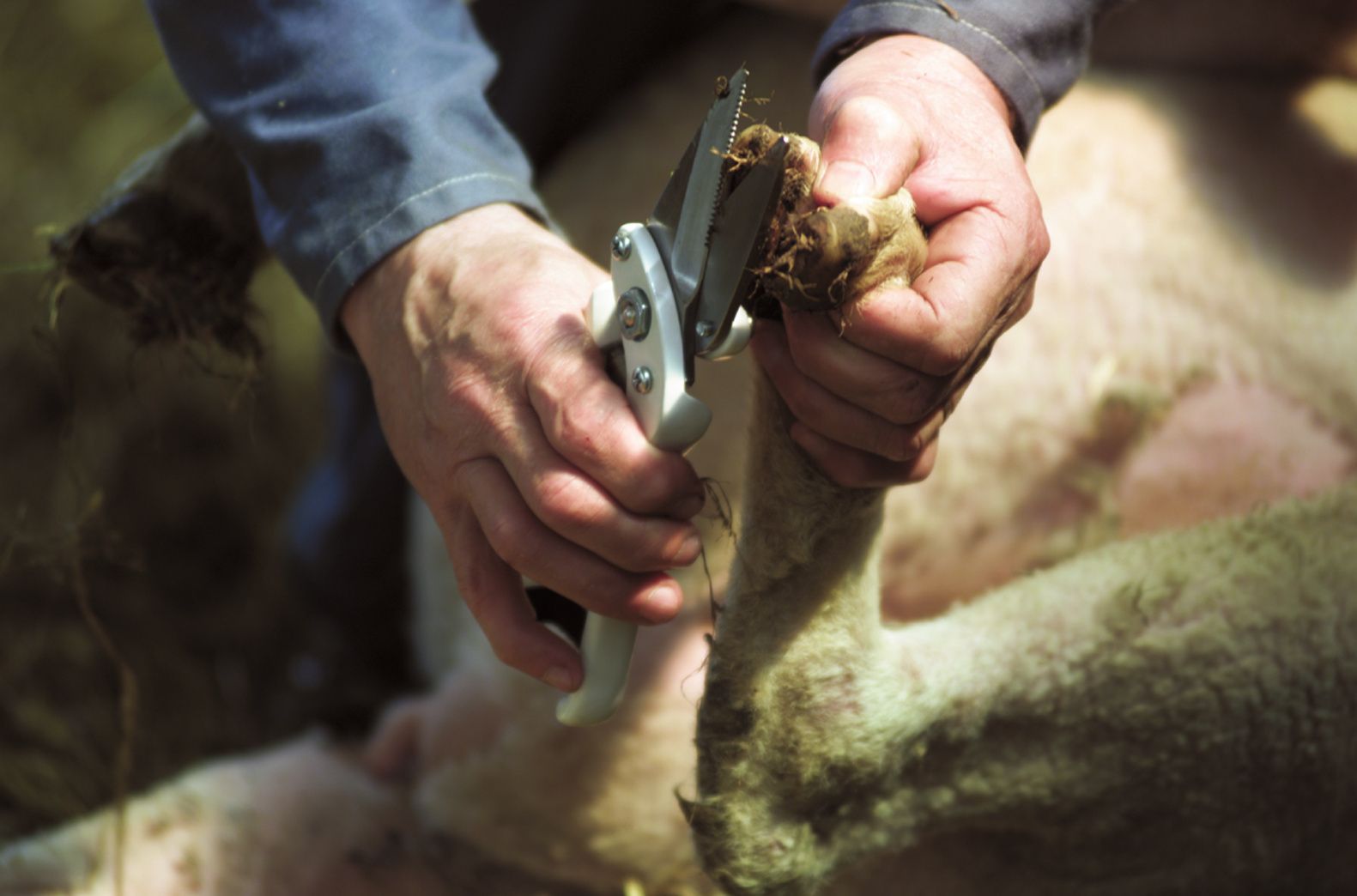 Cisaille onglons pour mouton blanche lames non crantées