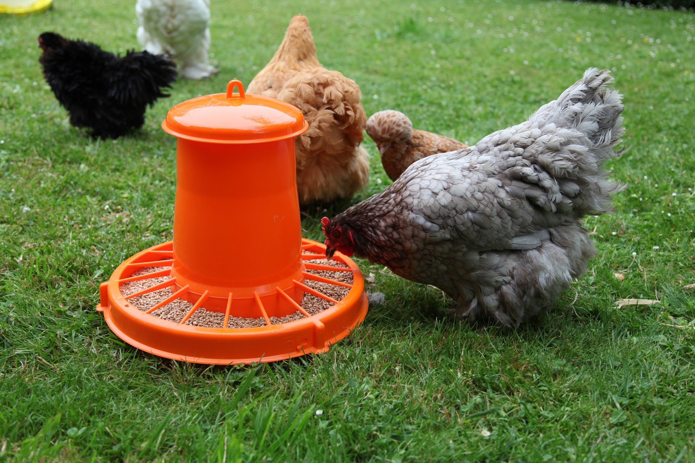 Nourrisseur à trémie orange WIN, 18 kg