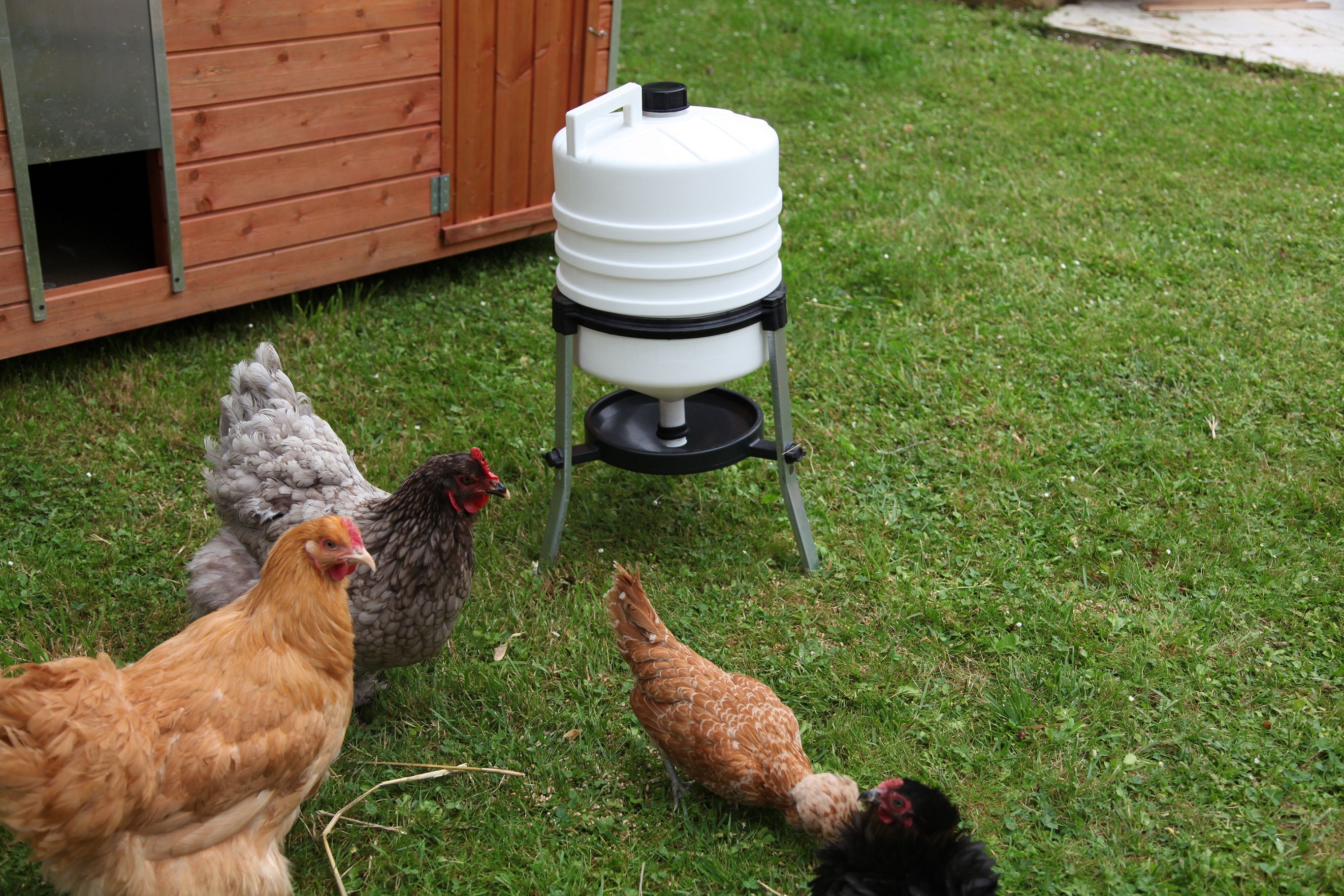 Abreuvoir siphoide sur pied 