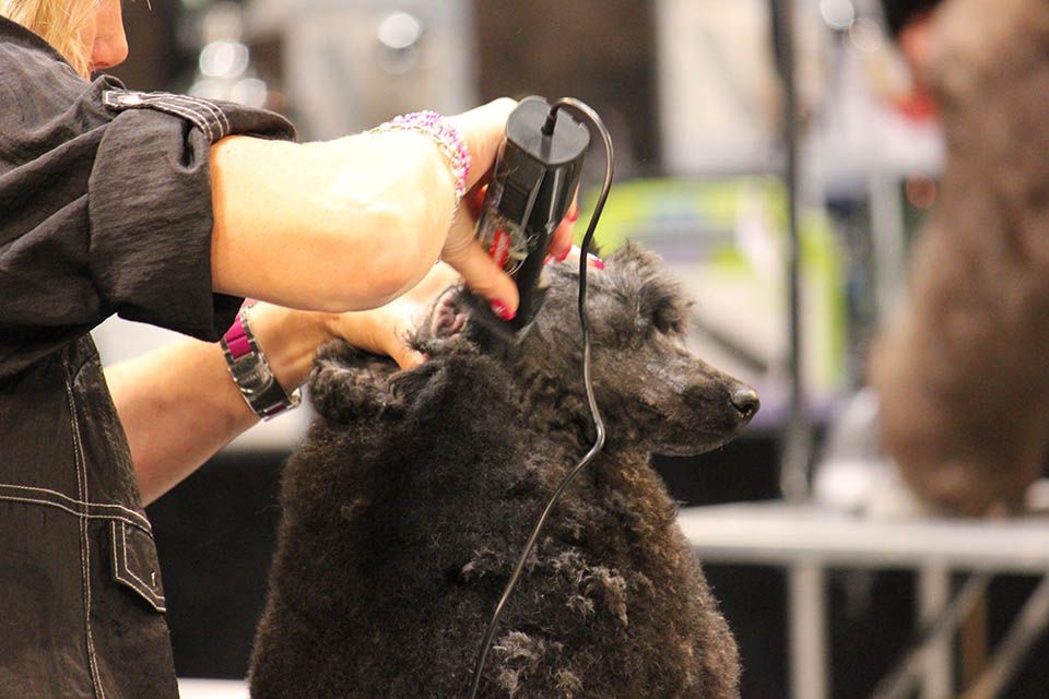 Tondeuse Heiniger Saphir Cord, pour petits animaux 