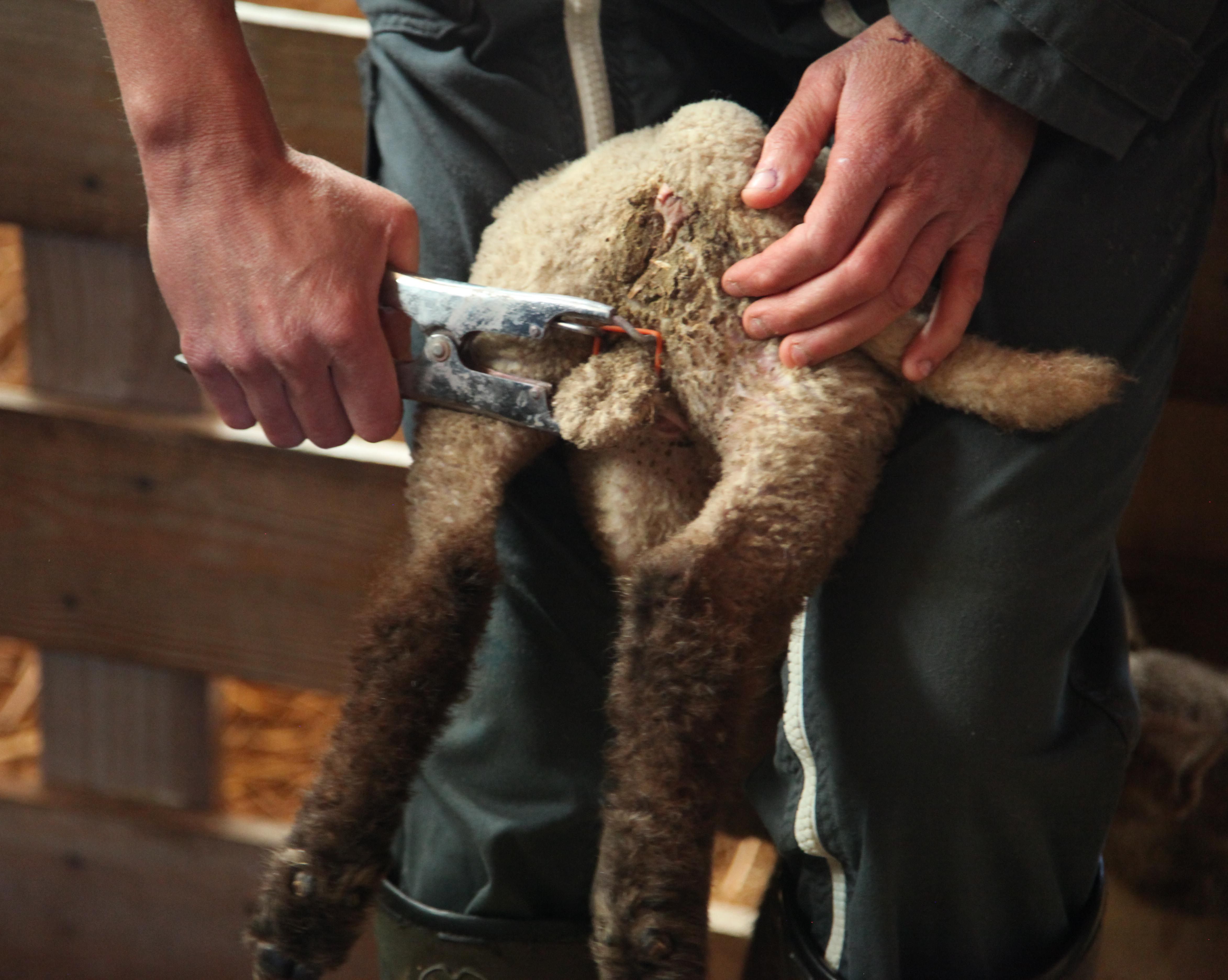 Anneau de gomme Elastrator, boîte de 100