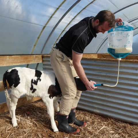 50 Sacs de colostrum Antahi