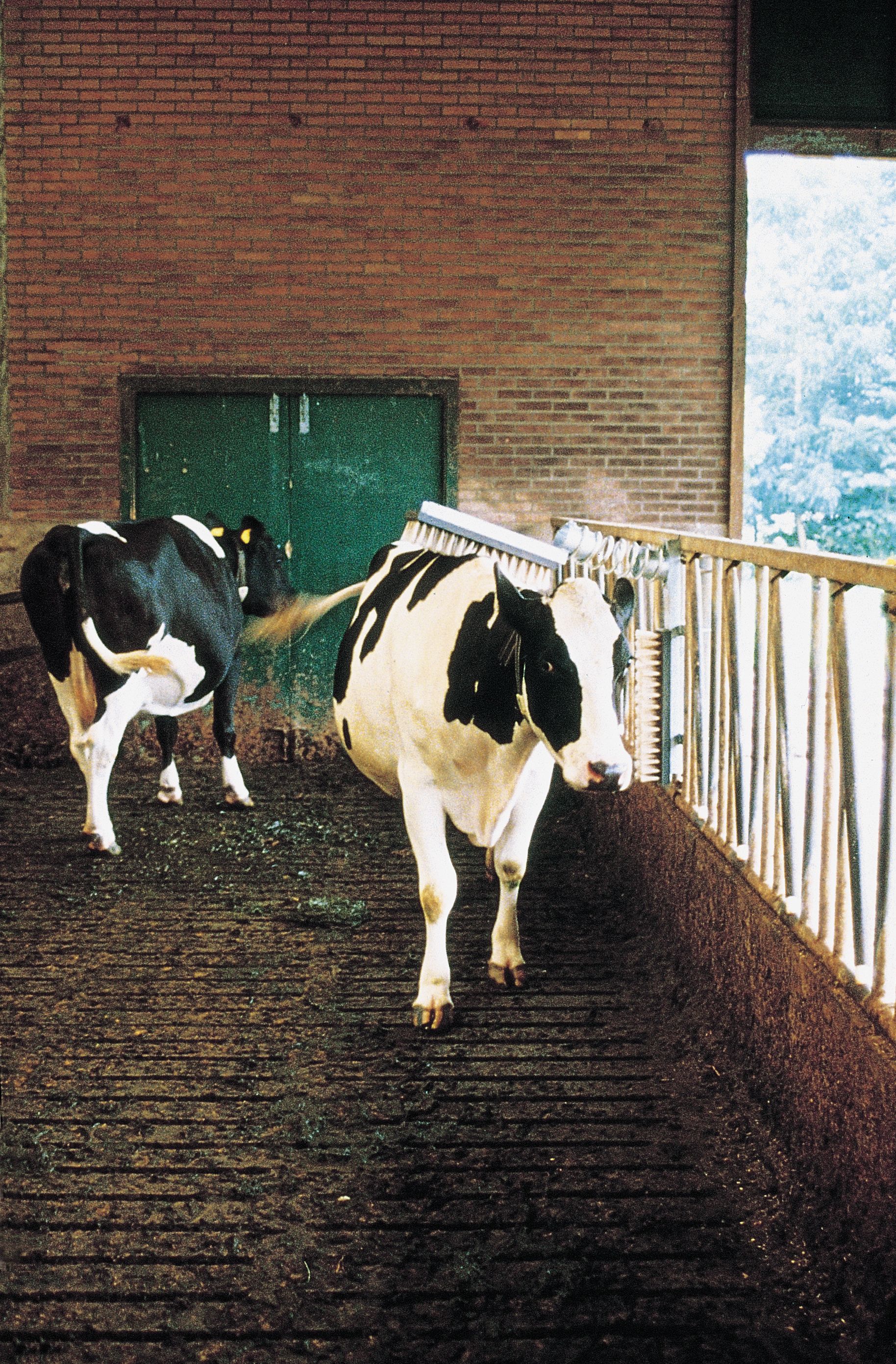 Brosse à vache VINK