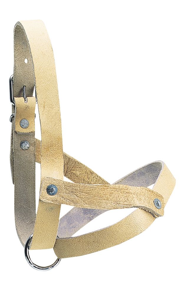 Licol en cuir pour brebis et bêlier