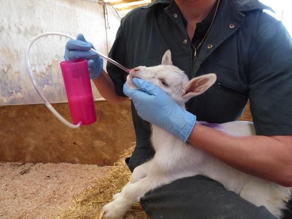 Tube de remplacement pour le TrustiTuber pour agneau ANTAHI