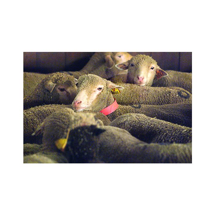 Collier plastique pour ovins rouge X5