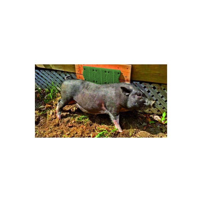 Grattoir mural pour porc