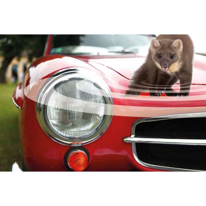 Anti-martre pour voiture - SWISSINNO