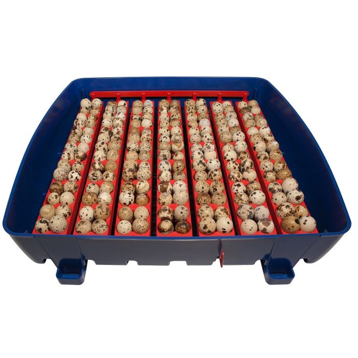 Couveuse digitale  BOROTTO 49 oeufs automatique 