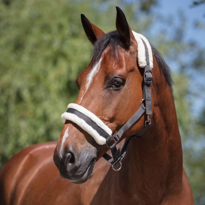 Licol en mouton synthétique doux gris foncé pour cheval