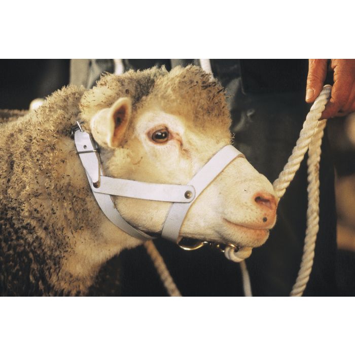 Licol en cuir pour brebis et bêlier