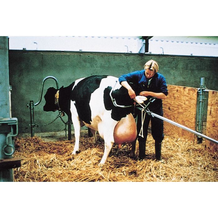 Vêleuse Vink alternative race à viande