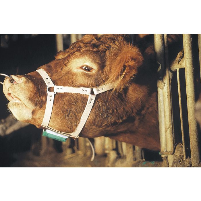 Harnais marqueur en cuir pour taureau