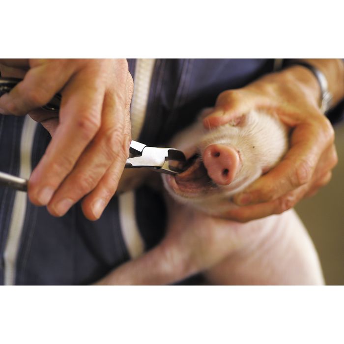 Coupe dents porcelet acier nickelé