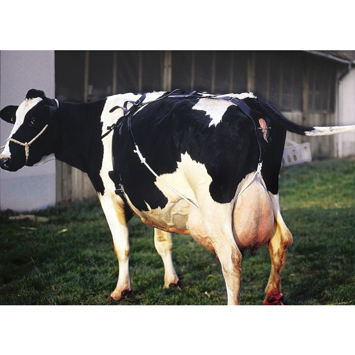 Bandage prolapsus en cuir gros bovins