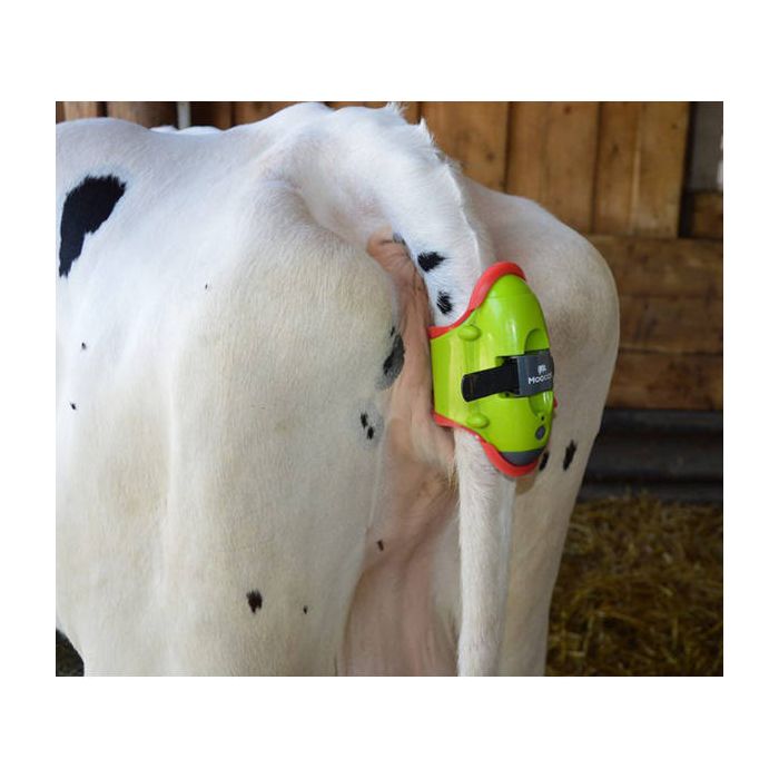 Moocall Détecteur de vêlage pour bovin 