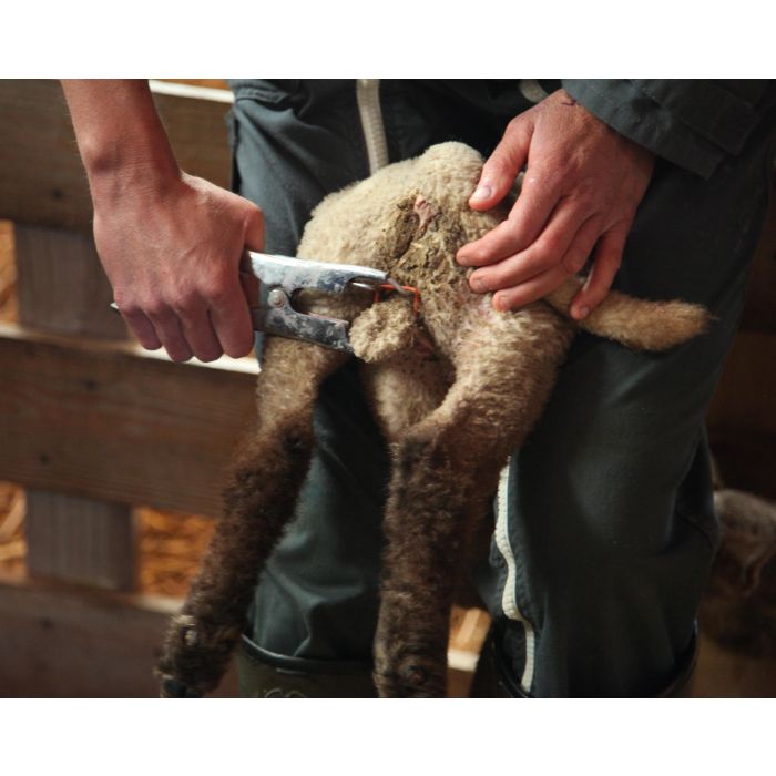 Anneau de gomme Elastrator, boîte de 100