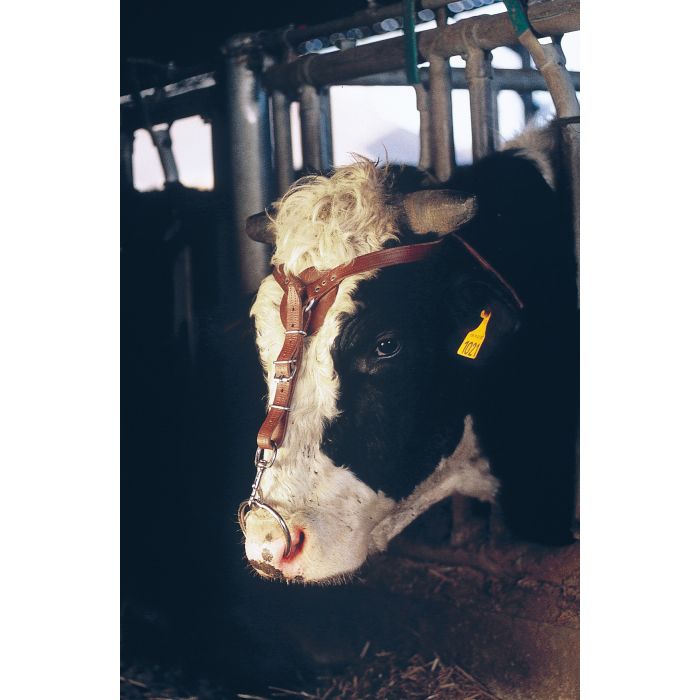 Têtière relève-anneau en cuir 