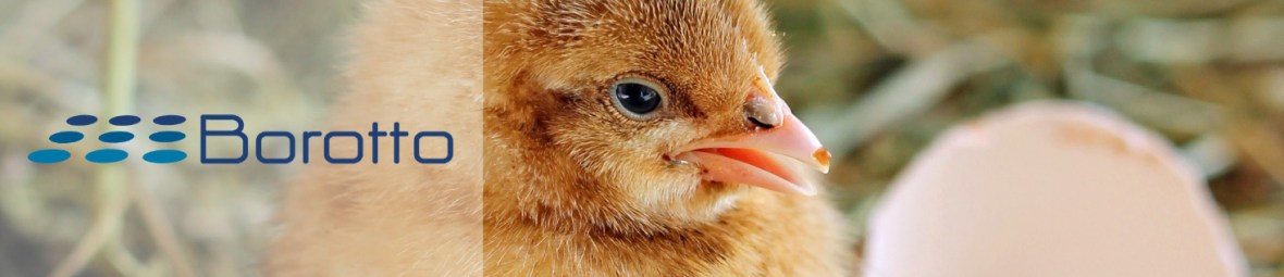 Borotto, couveuses, chauffages, poussins