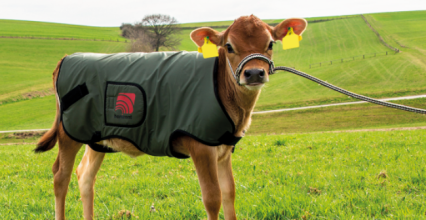 Quels sont les bénéfices de la couverture pour les veaux ? 