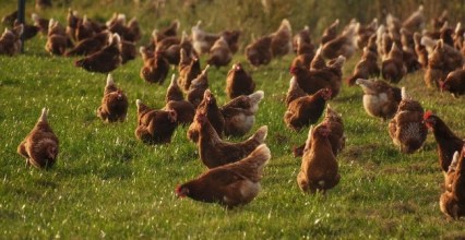 Comment lutter contre le picage chez les volailles ? 